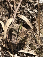 Chortoicetes terminifera