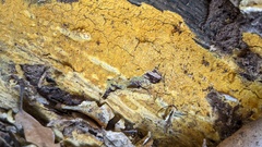 Crustodontia