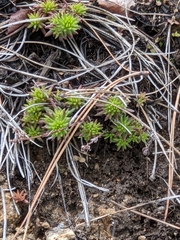 Sedum stenopetalum