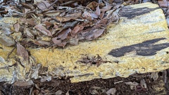 Crustodontia