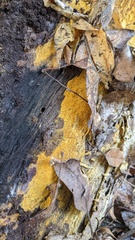 Crustodontia
