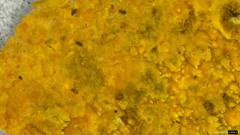 Crustodontia