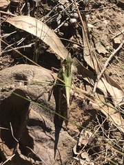 Chortoicetes terminifera