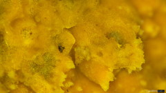 Crustodontia