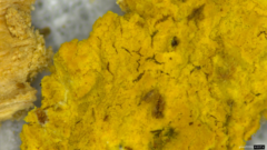 Crustodontia