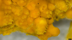 Crustodontia