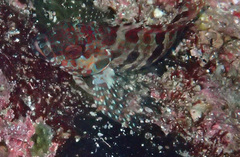 Gobioclinus dendriticus