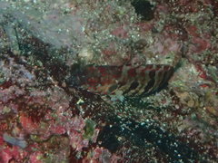 Gobioclinus dendriticus