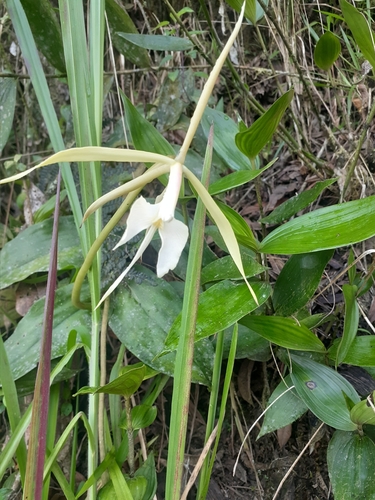Epidendrum nocturnum