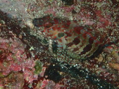 Gobioclinus dendriticus