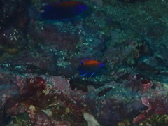 Stegastes beebei