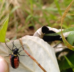 Pseudomeloe collegialis