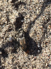 Paracardiophorus