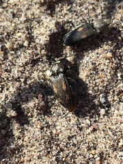 Paracardiophorus