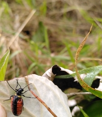 Pseudomeloe collegialis