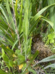 Arabis eschscholtziana
