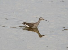 Tringa glareola