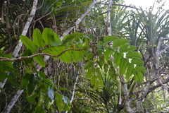 Polyscias macgillivrayi