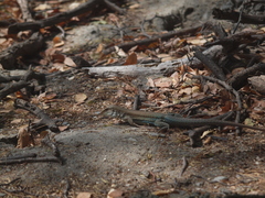 Ameiva bifrontata divisa