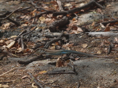 Ameiva bifrontata divisa