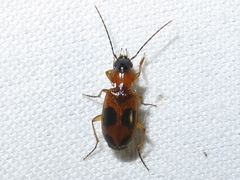 Badister neopulchellus