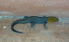 Gonatodes albogularis fuscus