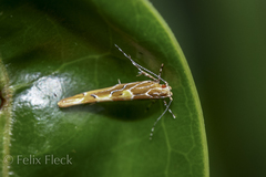 Pyroderces apparitella