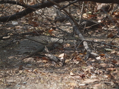 Ameiva bifrontata divisa