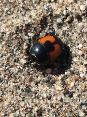 Spilodiscus instratus