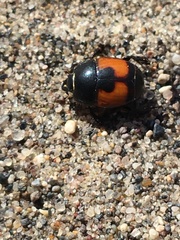 Spilodiscus instratus