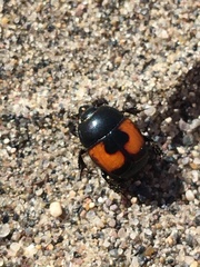 Spilodiscus instratus