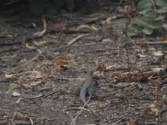 Ameiva bifrontata divisa