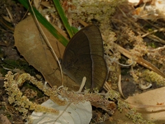 Mycalesis francisca