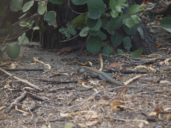 Ameiva bifrontata divisa