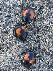 Spilodiscus instratus