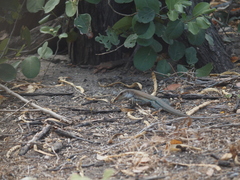 Ameiva bifrontata divisa