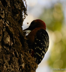 Dendrocopos hyperythrus