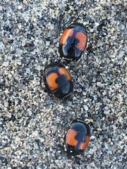 Spilodiscus instratus