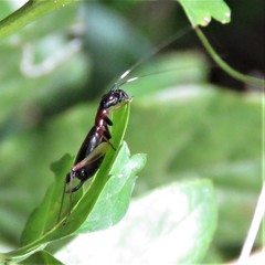 Cranistus colliurides