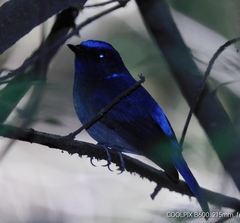 Niltava macgrigoriae