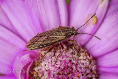 Rhypodes