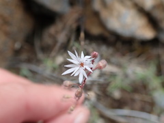 Lithophragma tenellum