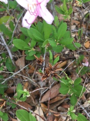 Rhododendron atlanticum