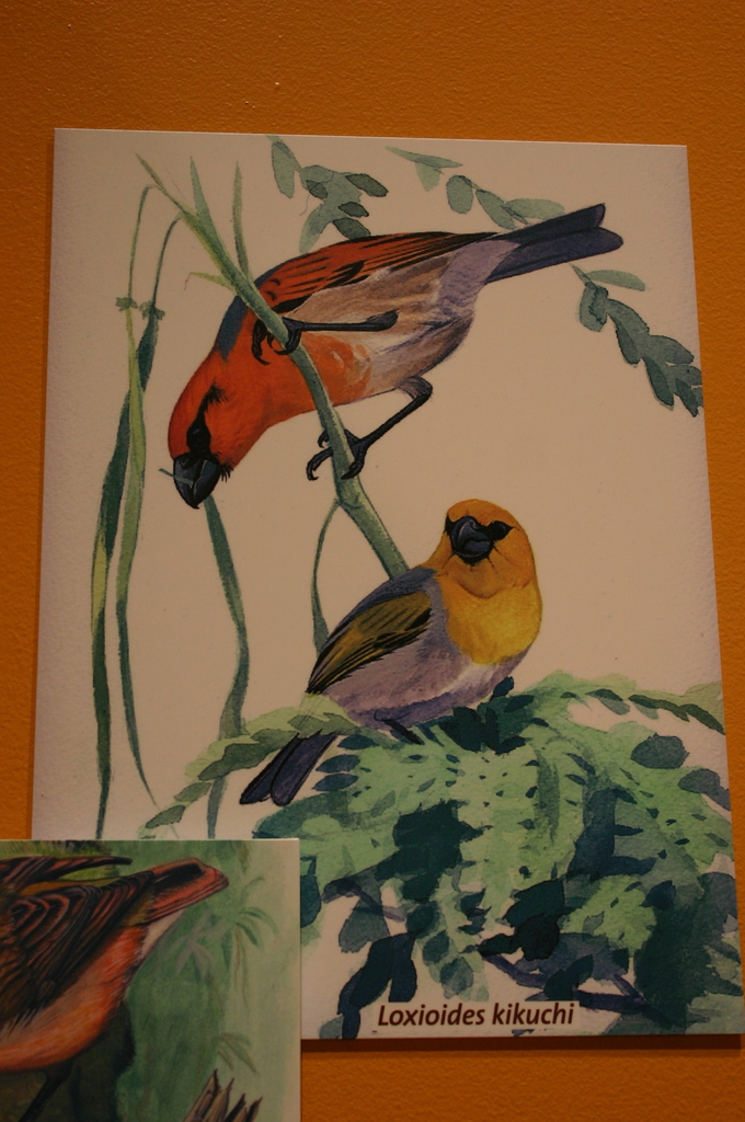 Pila's Palila