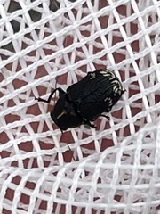 Pachybrachis luridus