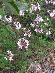 Rhododendron atlanticum
