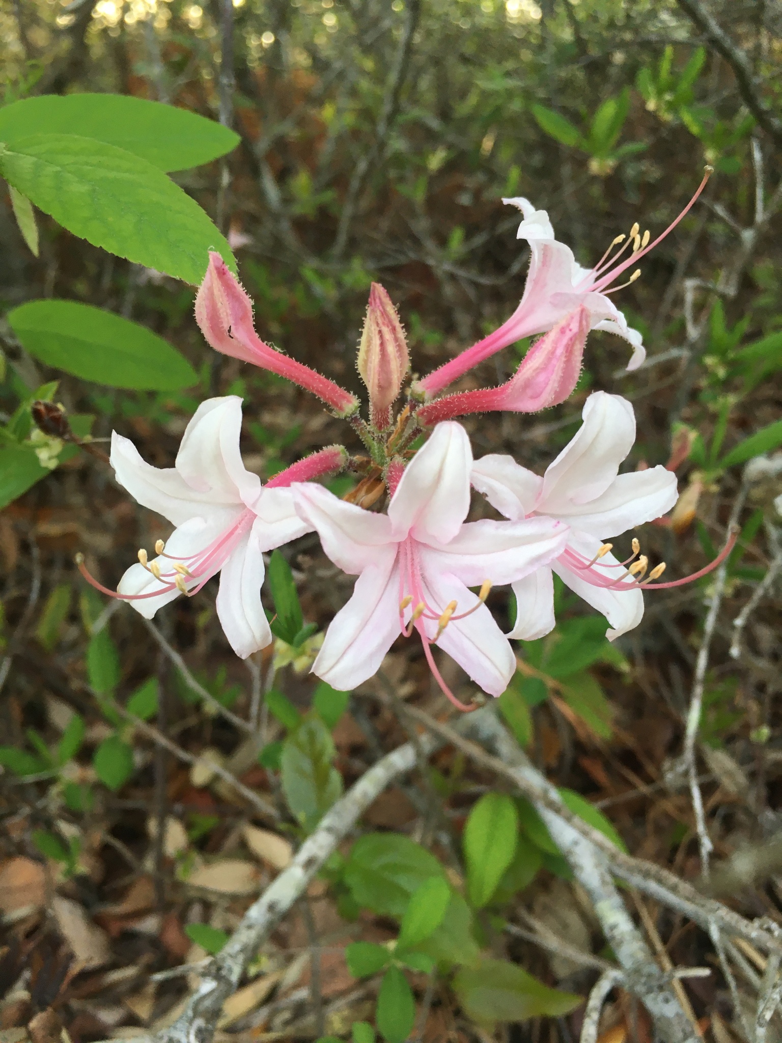 Rhododendron atlanticum