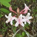 Rhododendron atlanticum - Photo (c) harrier, algunos derechos reservados (CC BY), uploaded by harrier