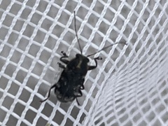 Pachybrachis luridus