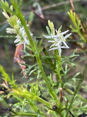 Symphionema paludosum